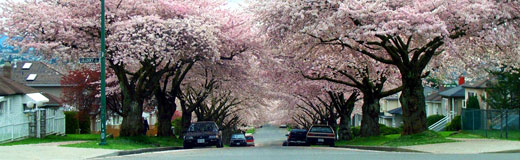 Trees In Vancouver