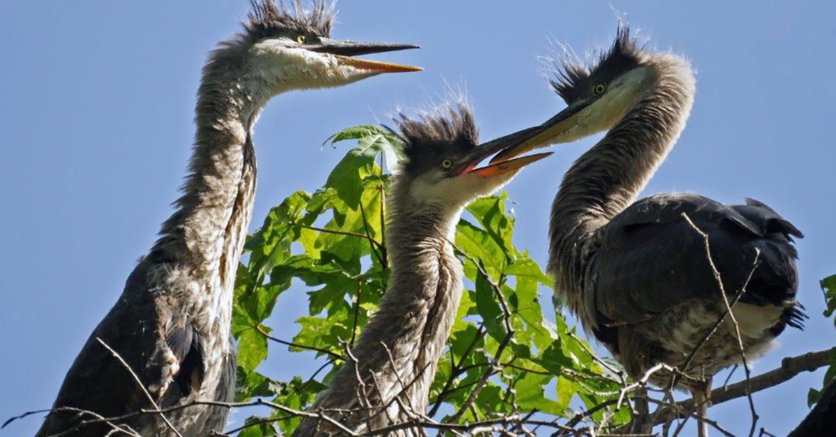 Herons  City of Vancouver