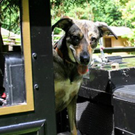 Happy dog sitting on a train