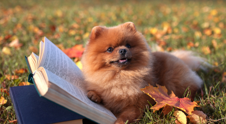 Dog sitting on a book in park