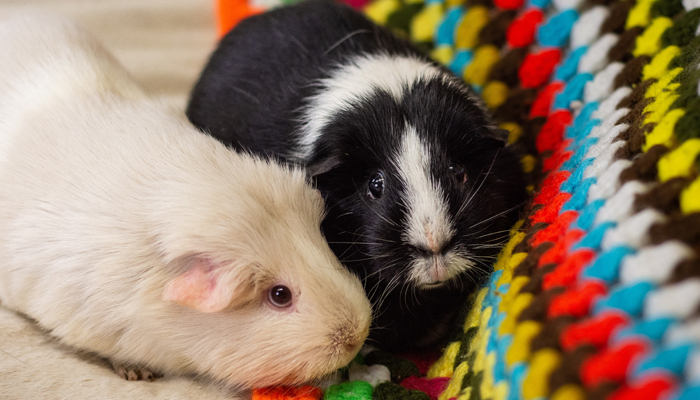 Guinea pigs Oreo and Biscuit