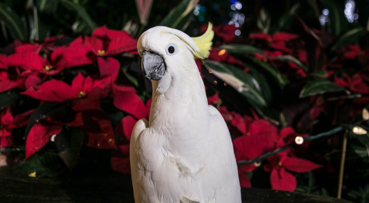 White parrot sitting in front of poinsettias