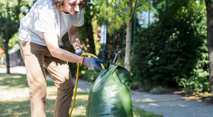 Person watering a tree with a hose