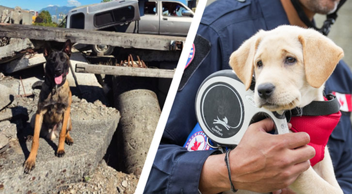 Rico the dog sits on a rubble pile during a CAN-TF1 exercise and Indy takes a break from training