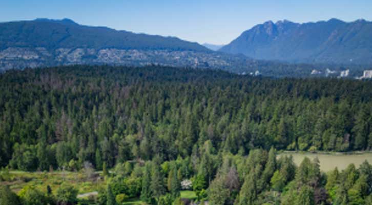 Stanley Park tree line with North Shore mountains in the background