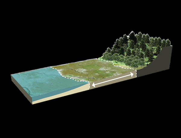 A 3D model showing a coastal landscape with a forest, marshland, and water body, highlighted by arrows suggesting ecological or tidal flows.