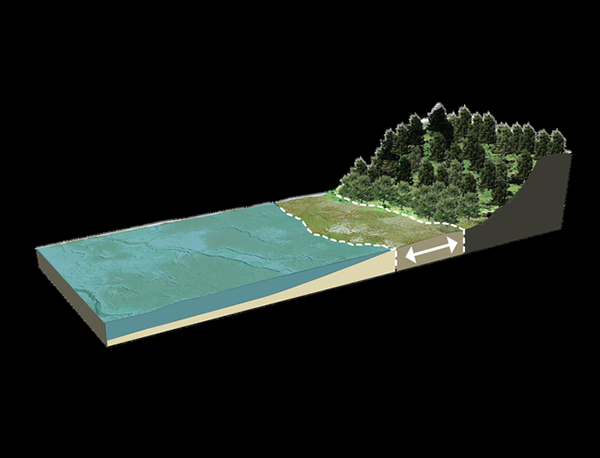 A 3D model of a coastal landscape with forest, marshland, and sea, featuring arrows to indicate tidal dynamics.