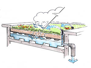 Diagram of a blue-green roof system showing layers of vegetation, water storage, and drainage, with arrows indicating rainwater infiltration and outflow through a pipe.