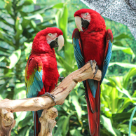 exotic birds Carmen and Maria