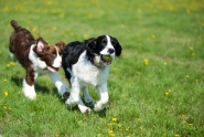 Dogs running in a park