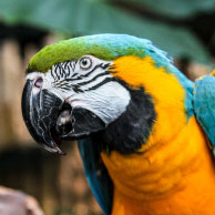 blue-and-gold macaw