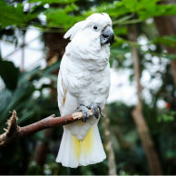 Blanca, umbrella cockatoo