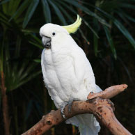 a sulphur-crested cockatoo named Mali