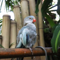 Princess parrot exotic bird