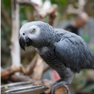 African grey parrot named Rudy