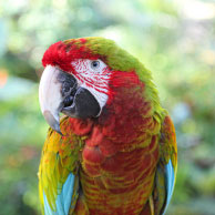 A hybrid macaw named Valentine/></h3>

<h3 style=