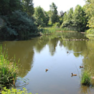 Ducks on a pond, surrounded by trees