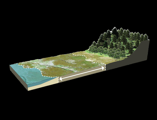 A 3D model of a coastal landscape cross-section, showing a forest, marshland, and marine ecosystem with arrows indicating ecological transitions.