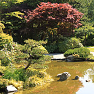 A Japanese-styled garden with trees and a pond