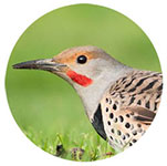 Close-up of a Northern Flicker