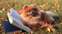 Dog at a park sitting by an open book