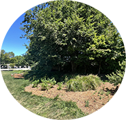 Riley Park Rain Garden