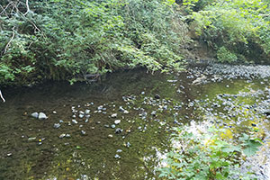 Still Creek with reduced water levels in the stream