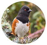 a Spotted Towhee in a tree