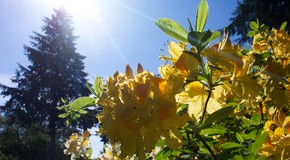 Rose, from Stanly Park, Vancouver : r/flower