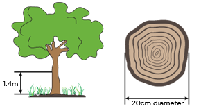 Tree diagram showing trunk 1.4 metres off the ground, the 30 cm diameter of a trunk, and  showing how to measure circumference and  diameter of the trunk.