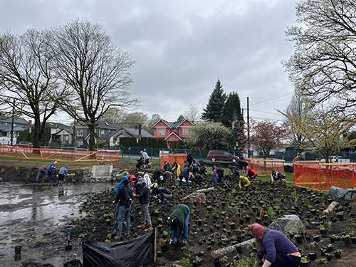 Volunteers and students plant native vegetation at a rain garden site in a Vancouver neighbourhood, with rows of seedlings and muddy ground.