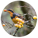A Varied Thrush eating a grape