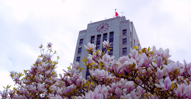 Cherry blossoms in front of Vancouver City Hall