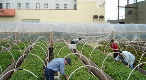 SOLEfood Farm -- a small production farm on leased urban lots. 