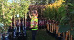 Tree sale Tree sale