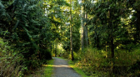 Trails in Stanley Park