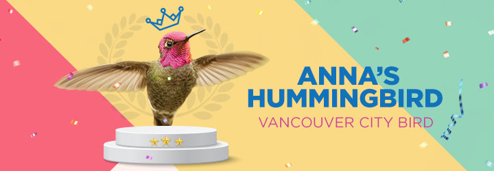 City of Vancouver's official City Bird, the Anna's Hummingbird.