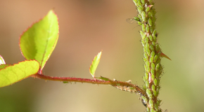 Aphids on Trees