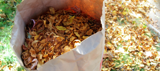Bag filled with autumn leaves Bag filled with autumn leaves