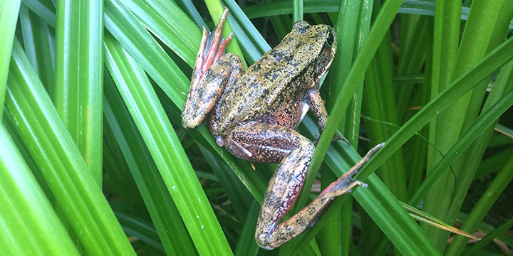 Frog on long grass