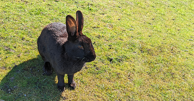 Black rabbit on a field