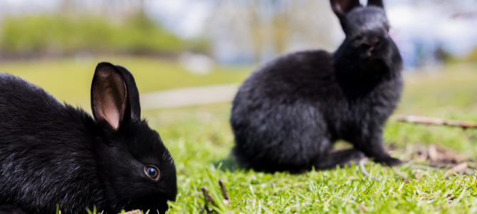 Two feral rabbits graze grass at Jericho beach