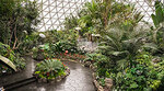 Walkway inside the Conservatory with lush greenery and vibrant flowers all around.