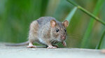 Brown mouse outside