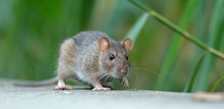 Rats and Mice: How to Manage Using Snap Traps - Pests in the Urban