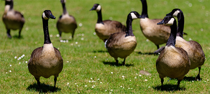 Group of Canada geese walking on the grass