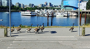 Park Board seeks public s help to keep Canada goose population in check City of Vancouver