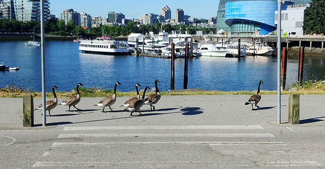 A group of Canada geese by the seawall.