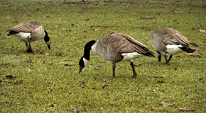 Three Canada geese walking around in the green grass