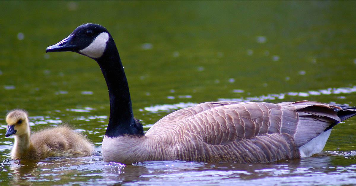 Canada geese City of Vancouver